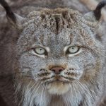 2 sorprendentes felinos americanos