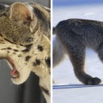 2 sorprendentes felinos americanos
