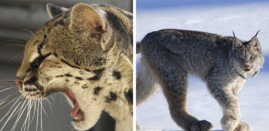2 sorprendentes felinos americanos 2 sorprendentes felinos americanos