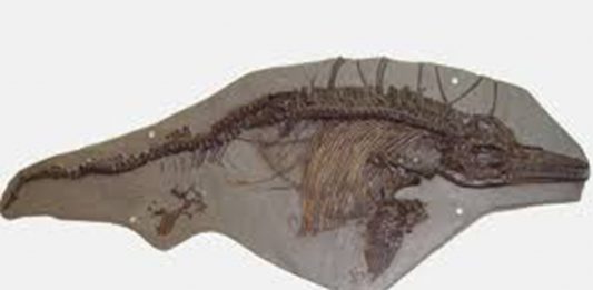 Nuevo fósil plantea la evolución MUCHO más rápida de lo pensado