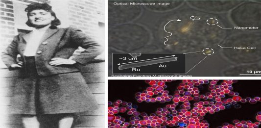 El extraordinario caso de Henrietta Lacks, o las inmortales células HeLa