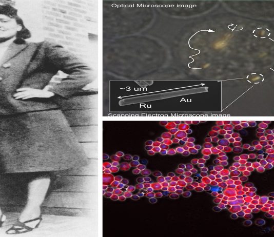 El extraordinario caso de Henrietta Lacks, o las inmortales células HeLa