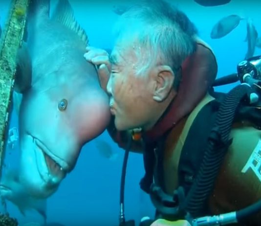 La amistad entre Hiroyuki Arakawa y Yuriko, el pez «cabeza de oveja» Hiroyuki Arakawa y Yuriko