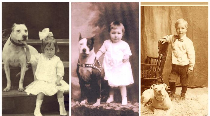 La curiosa historia de los Nanny Dogs