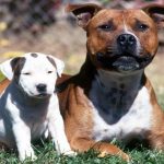 Staffordshire bull terrier