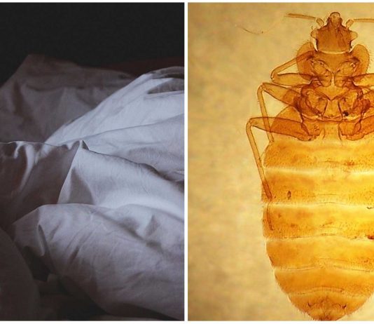 ¿De qué color son tus sábanas? Podrías estar atrayendo a las chinches