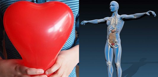 ¿Qué hacer para donar órganos? ¡Descúbrelo!