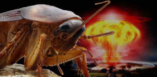 Supervivientes definitivos; ¡los insectos!