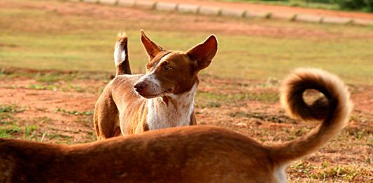 El movimiento de la cola de los perros "habla"