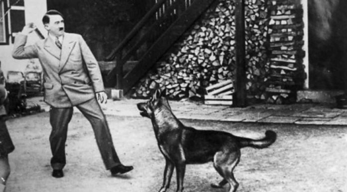 ¿De verdad los nazis intentaron enseñar a los perros a hablar?