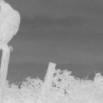 El misterio de Pingelap, La isla cuyos habitantes viven en blanco y negro