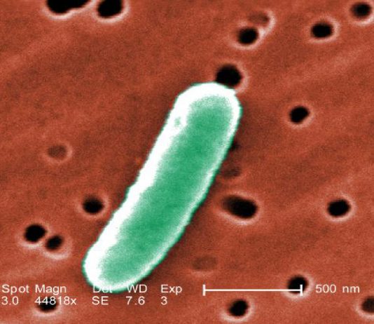 ¡Descubierta una SUPERBACTERIA resistente a todos los antibióticos! ¡Descubierta una SUPERBACTERIA resistente a todos los antibióticos!