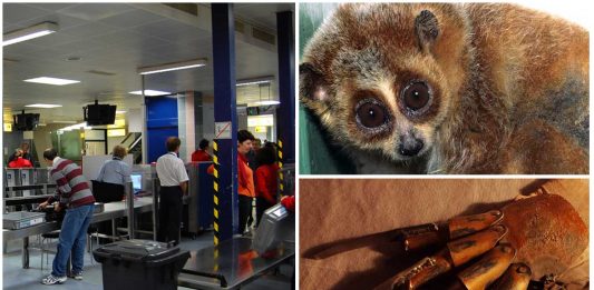 Las cosas más extrañas encontradas en la seguridad del aeropuerto