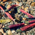 ¿Por qué el salmón es rosado, incluso siendo de criadero? ¡Averígualo!