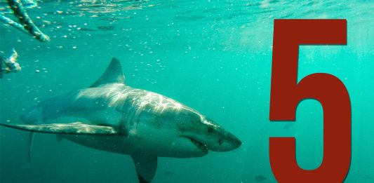 ¡5 IMPRESIONANTES vídeos de tiburones tomados con GoPro!