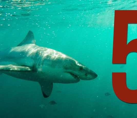 ¡5 IMPRESIONANTES vídeos de tiburones tomados con GoPro que ver ya! ¡5 IMPRESIONANTES vídeos de tiburones tomados con GoPro!