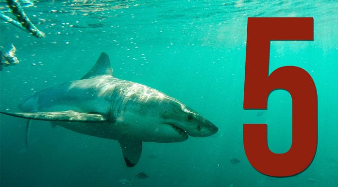 ¡5 IMPRESIONANTES vídeos de tiburones tomados con GoPro!