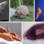 5 animales INMORTALES o casi