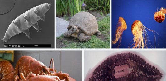 5 animales INMORTALES o casi