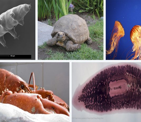 5 animales INMORTALES o casi