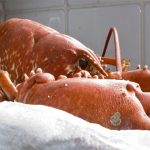 5 animales INMORTALES o casi