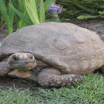 5 animales INMORTALES o casi