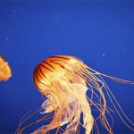 5 animales INMORTALES o casi