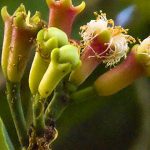 La increíble historia del árbol de clavo de Indonesia