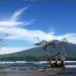 La increíble historia del árbol de clavo de Indonesia