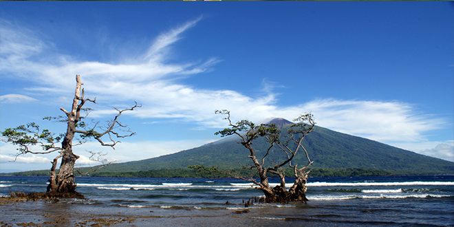 La increíble historia del árbol de clavo de Indonesia