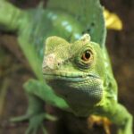 ¿Cómo camina sobre el agua el Lagarto Jesucristo?