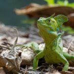 ¿Cómo camina sobre el agua el Lagarto Jesucristo? | Descúbrelo