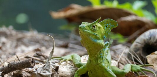 ¿Cómo camina sobre el agua el Lagarto Jesucristo? | Descúbrelo