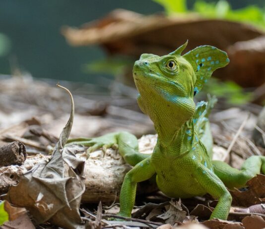 El Lagarto Jesucristo | ¿Por qué puede caminar sobre el agua? ¿Cómo camina sobre el agua el Lagarto Jesucristo? | Descúbrelo