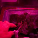 La flor espacial: la primera flor crecida en el espacio