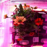 La flor espacial: la primera flor crecida en el espacio