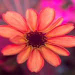 La flor espacial: la primera flor crecida en el espacio