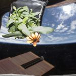 La flor espacial: la primera flor crecida en el espacio