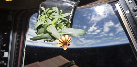 La flor espacial: la primera flor crecida en el espacio