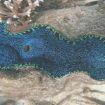 ¿Se recuperará algún día la barrera de Coral?