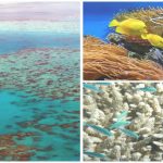 ¿Se recuperará algún día la barrera de Coral?
