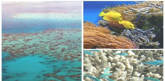 Barrera de Coral blanqueamiento