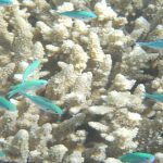 ¿Se recuperará algún día la barrera de Coral?