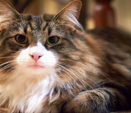 Los gatos pueden provocar serios trastornos de la personalidad