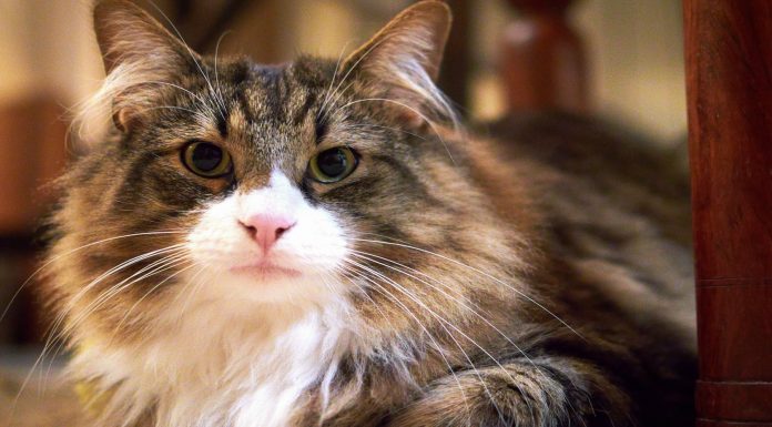 Los gatos pueden provocar serios trastornos de la personalidad