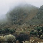 El páramo de Santurbán, un PARAÍSO NATURAL amenazado por la minería