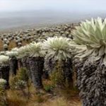 El páramo de Santurbán, un PARAÍSO NATURAL amenazado por la minería