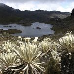 El páramo de Santurbán, un PARAÍSO NATURAL amenazado por la minería