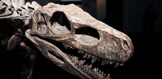 5 datos de los dinosaurios que creemos y debemos cambiar