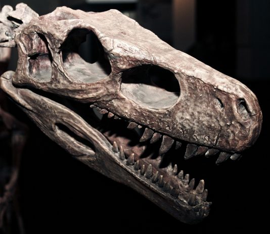 5 datos de los dinosaurios que creemos y debemos cambiar